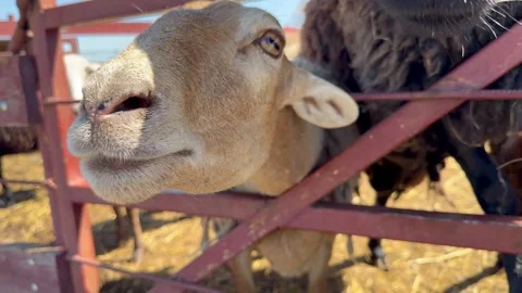 Curious sheep looking into camera through wooden pen on farm Stock-Footage 337312647