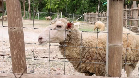 A curious sheep looking through a wire fence at a rural farm. Video stock 303766974