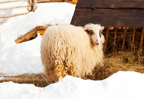 The curious sheep Stock Photos