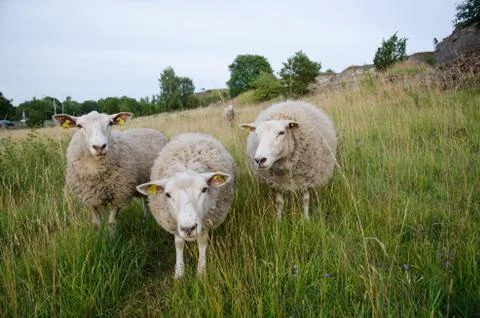 Curious sheep Stock Photos