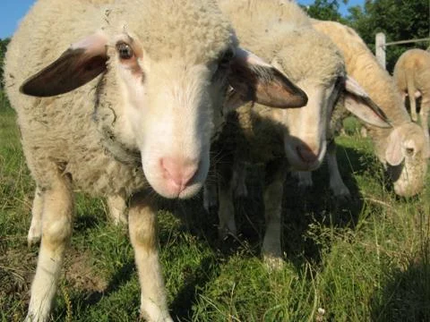 Curious sheep Stock Photos