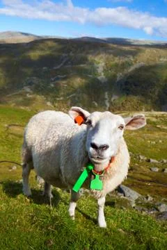 Curious sheep Stock Photos