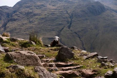 Curious Sheep 스톡 사진