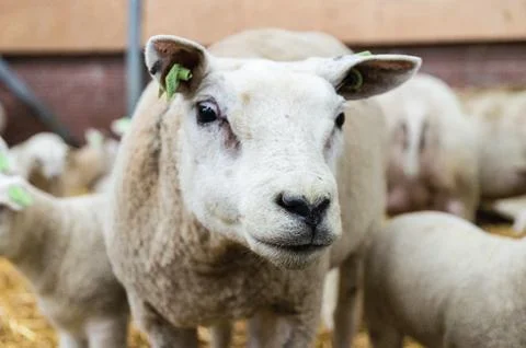 Curious Sheep 스톡 사진