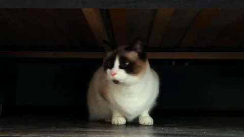 Curious Siamese cat hiding under couch. Portrait of cat with blue eyes Stock Footage 302921875