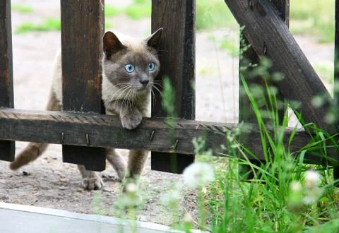 Curious siamese cat hunts Stock Photos