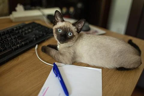 Curious siamese cat lying on the desk by the computer. Stock Photos