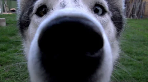 Curious Siberian Husky Stock Footage 37359550