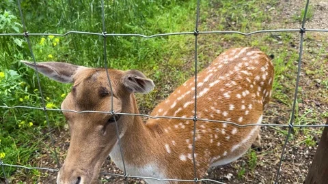 Curious sika deer close-up behind wire fence in zoo Stock Footage 337434252