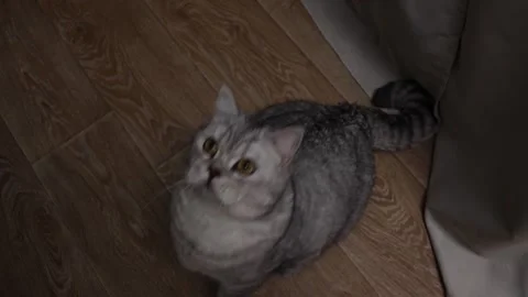 Curious silver tabby cat with bright yellow eyes looks up from a wooden floor Vidéo 339198711