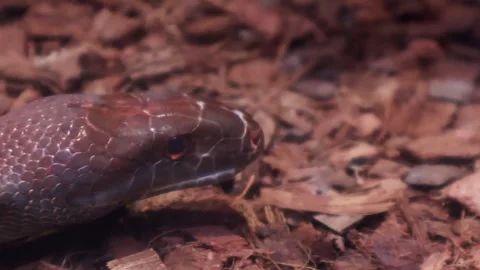 Curious skink exploring its habitat in a serene forest setting 스톡 동영상 295306186
