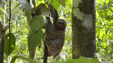 Curious sloth clings to tree trunk surrounded by vibrant jungle leaves in Costa Vidéo 337946522