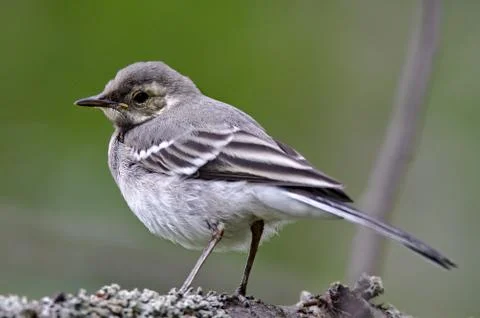 Curious small bird Stock Photos