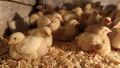 Curious small chickens are looking into the camera before sleeping Stock Footage 153612587