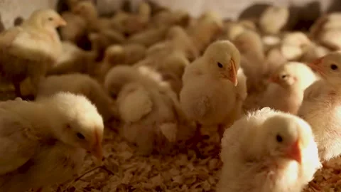 Curious small chickens are looking into the camera Stock Footage 153612609