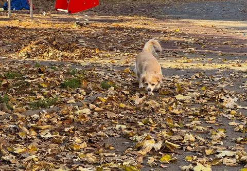 Curious small dog exploring fallen leaves in autumn park. Tranquil atmosphe.. Stock Photos