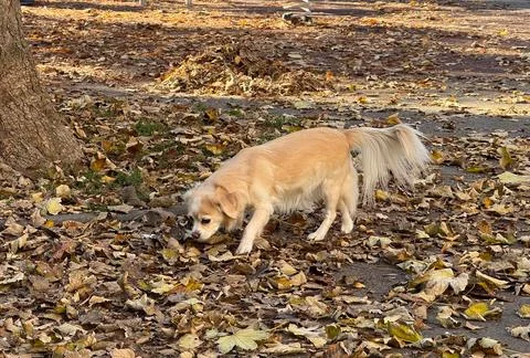 Curious small dog exploring fallen leaves in autumn park. Tranquil atmosphe.. Stock Photos