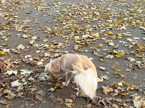 Curious small dog exploring fallen leaves in autumn park. Tranquil atmosphe.. Stock Photos