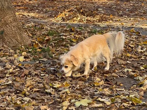 Curious small dog exploring fallen leaves in autumn park. Tranquil atmosphe.. Stock Photos