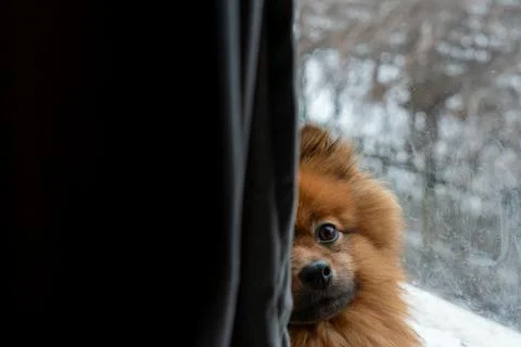 Curious small dog peeks from behind a dark curtain while looking through a Stock Photos