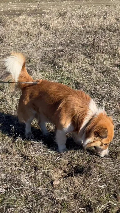 Curious Small Dog Sniffing in a Dry Field on a Leash Stock Footage 306874797