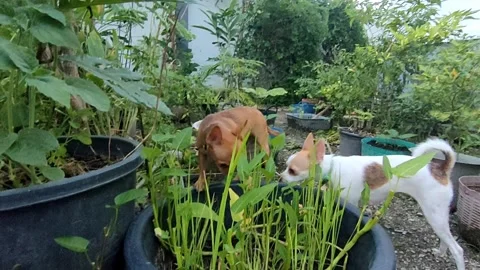 Curious small dogs exploring green vegetable garden outdoors Stock Footage 348121752