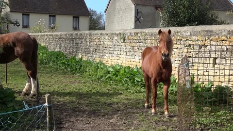 Curious small horse looking at the camera Video stock 76910891