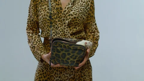 Curious small mouse looking around from handbag of beautiful model Stock Footage 105755106
