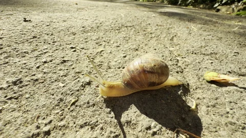 Curious snail crawls across a sunny paved path in a quiet park Stock Footage 336938517