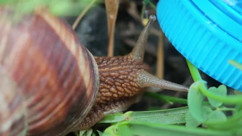 Curious snail exploring a discarded plastic bottle cap in nature Stock-Footage 310408485