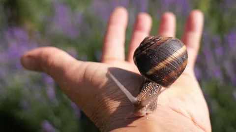 Curious snail exploring a human hand in a lavender field Stock Footage 337982454