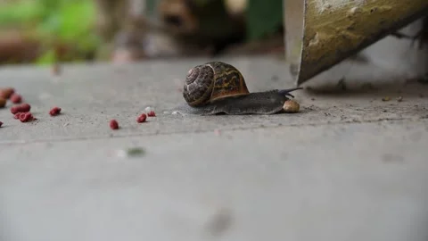 Curious Snail Inspecting Flaws - Animated Close-Up Stock Footage 307874901