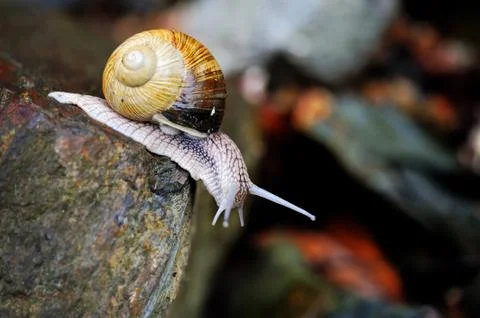 Curious snail looking down from the stone Фото