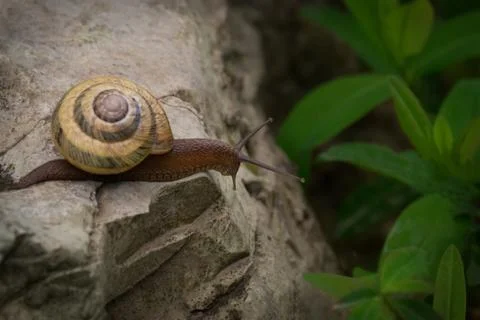 Curious snail Stock Photos