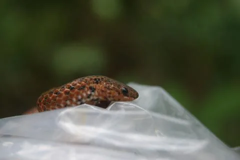 Curious Snake on Plastic Stock Photos