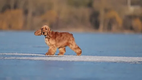 Curious spaniel walking on ice, exploring carefully, making adorable and funny Stock Footage 310101192
