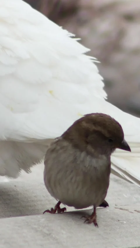 A curious sparrow looking at the camera while a white pigeon sits behind it, Stock-Footage 334867007