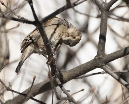 Curious sparrow Stock Photos