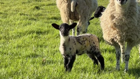 Curious speckled lamb watching camera close up Stock Footage 332353311
