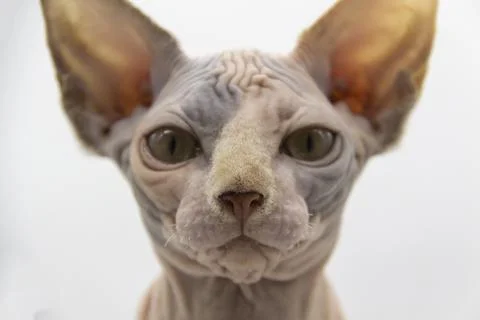 Curious Sphinx cat looking on the camera. Sphynx female kitten is five months Stock Photos