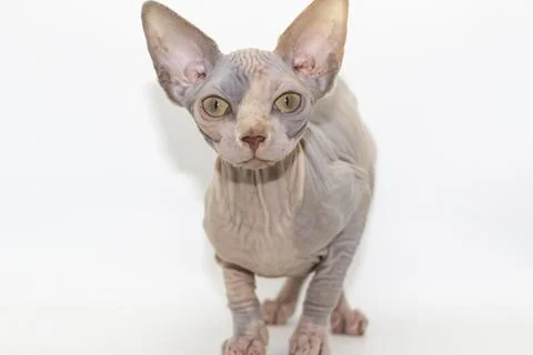 Curious Sphinx cat looking on the camera. Sphynx female kitten is five months Stock Photos