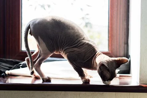 A Curious Sphynx Cat is Exploring the Windowsill in the Sunlight Fotos Stock