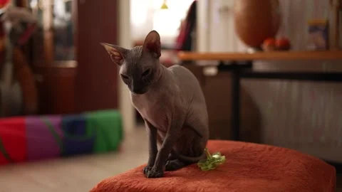 Curious sphynx cat sitting on an orange stool, looking at a toy and jumping Stock Footage 344325045