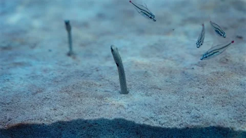 Curious spotted garden eels among schooling hummingbird tetras Stock Footage 318892252