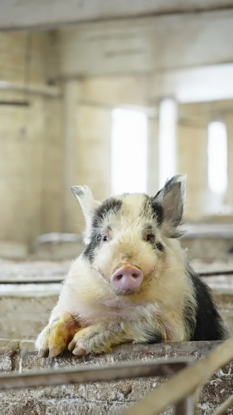 Curious spotted piglet resting on a pen railing inside a bright, rustic barn Stock Footage 332339206