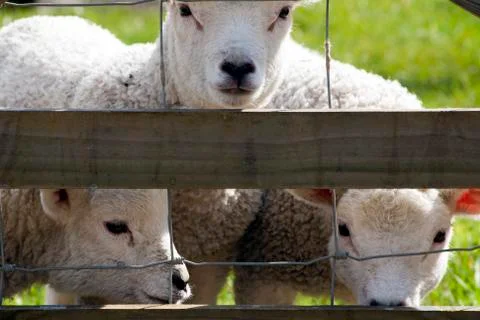 Curious spring lambs watching Foto stock