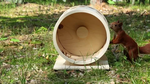 Curious squirrel actively spinning exercise wheel in forest environment Video stock 314054561