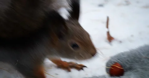 Curious squirrel approaches a gloved hand, cautiously snatching a nut in a snowy Stock Footage 290454955