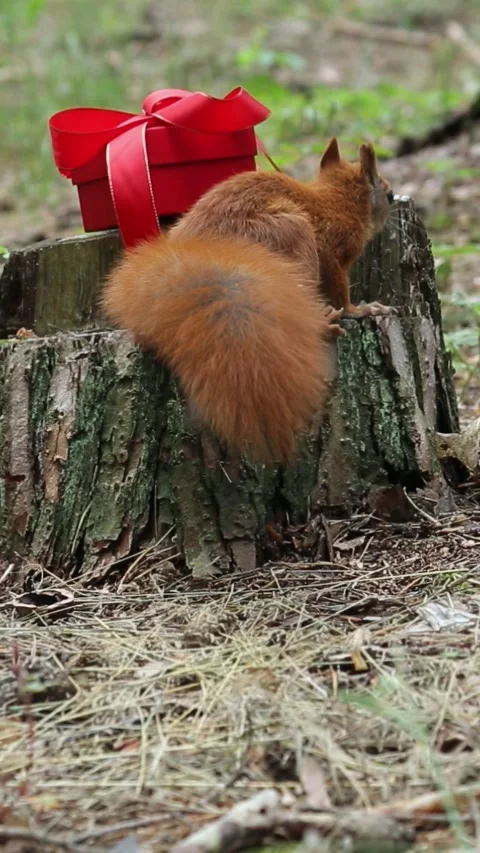 Curious squirrel approaches stump and gift box with bow in forest Stock Footage 313298390