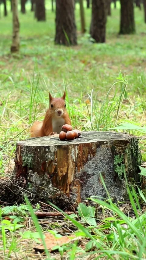 Curious squirrel approaches tree stump to collect nuts in natural setting Stock Footage 314265945